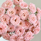 Sweet Sara Rose Plant|甜蜜萨拉 image 0