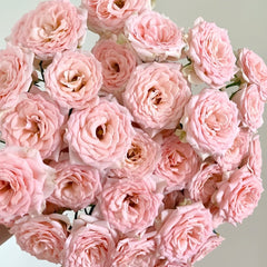 Sweet Sara Rose Plant|甜蜜萨拉 image 0
