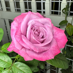 Moody Blues Rose Plant|忧郁蓝调 image 1