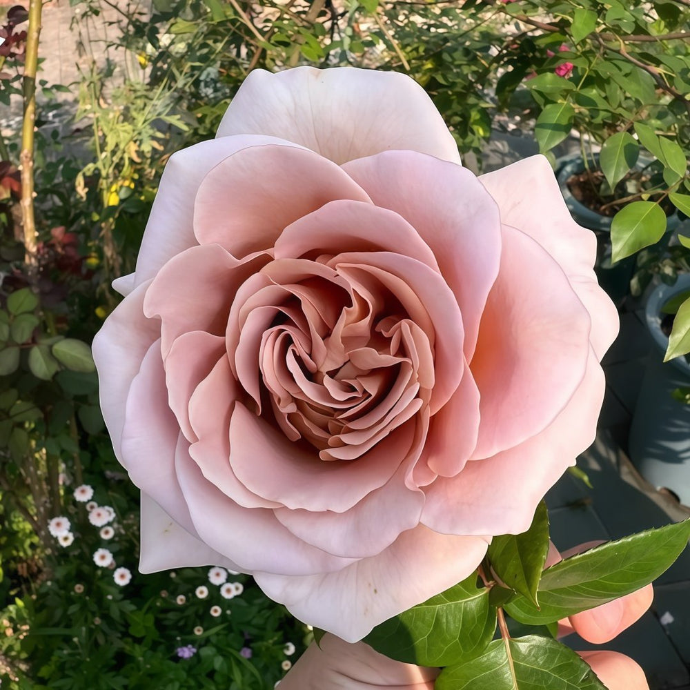 Latte Art Rose Plant|拿铁艺术 image 0