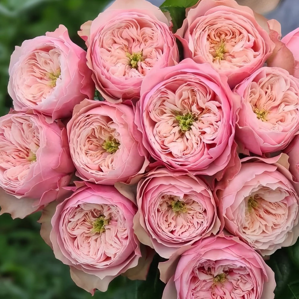 Northanger Abbey Rose Plant| 诺桑觉寺 image 0