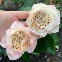Westminster Abbey Rose Plant|威斯敏特大教堂 image 3