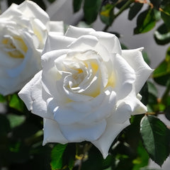 Rose Yumi Rose Plant|尤美玫瑰 image 2