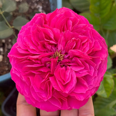 Hettie Rose plant|海蒂 image 2