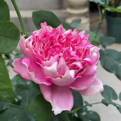 Purple Mist Rose Plant|紫雾凝霜 image 2