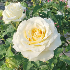 White Candlelight Rose Plant | 白烛光 image 3