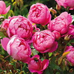 Royal Jubilee Rose Plant| 皇家庆典 image 1