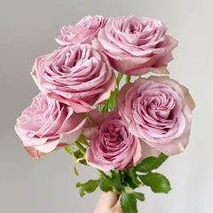 Montmartre Rose Plant|蒙马特 image 0
