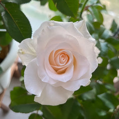 Cynthia Rose Plant|辛西娅 image 1