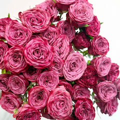 Purple Queen Rose Plant|紫色皇后 image 1