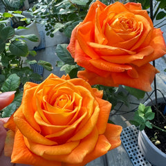 Kings Day Rose Plant|国王日 image 2