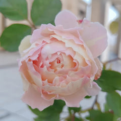 Returning to Spring Rose Plant|回春 image 3