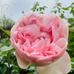 Violino Riche Rose Plant|风采小提琴 image 2