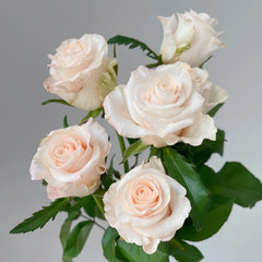 Cynthia Rose Plant|辛西娅 image 3