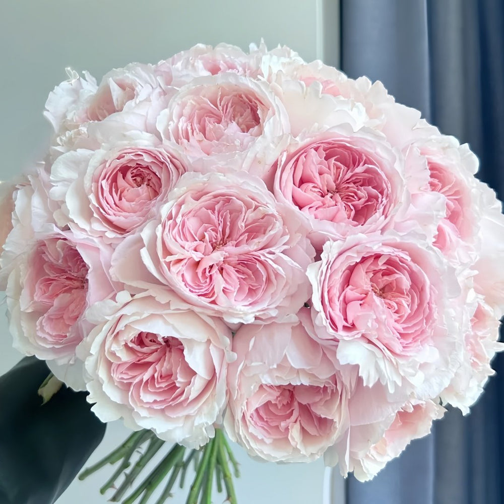 Yanzi Rose Plant|妍姿 image 0
