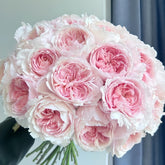Yanzi Rose Plant|妍姿 image 0