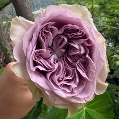 Villa Lila Rose Plant|莉拉别墅 image 0