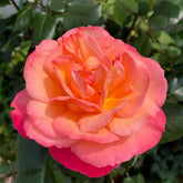 Jazz Festival Rose Plant|爵士音乐节 image 0