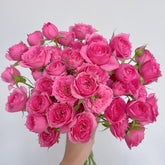 Baby Sophie Rose Plant|苏菲宝贝 image 0