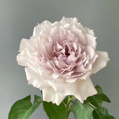 Floating Moon Rose Plant|浮月 image 1
