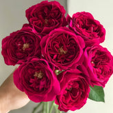 Kate Rose Plant|凯特 image 0