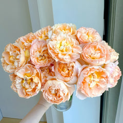 Shreuk Rose Plant|日出 image 1