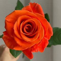 Orange Party Rose Plant|金色交响 image 3