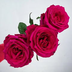 Good Vibes Rose Plant|好感觉/氛围感 image 3