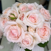 Mona Lisa Rose Plant | 蒙娜丽莎 image 0
