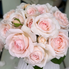 Mona Lisa Rose Plant | 蒙娜丽莎 image 0