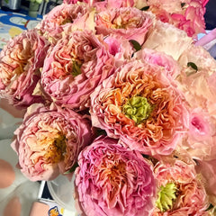 Sweet Eye Rose Plant|甜蜜眼 image 1