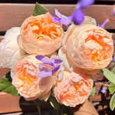 Jude the Obscure Rose Plant|无名的裘德 image 0