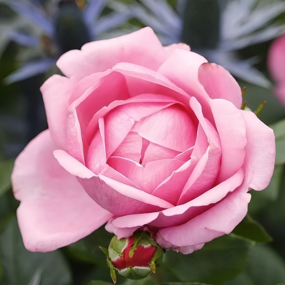 Desirée Rose Plant |德西里 image 0