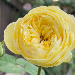 Cassandra Rose Plant|卡桑德拉 image 3