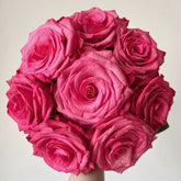 Lola Rose Plant|劳拉 image 0
