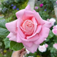 Amazing Grace Rose Plant |天赐恩宠 image 2