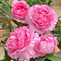 Yves Splash Rose Plant | 伊芙飞溅 image 0