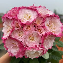 Seraphim Rose Plant|六翼天使 image 0