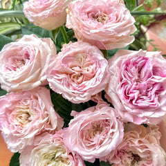 Gossip Girl Rose Plant|绯闻女孩 image 3