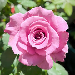 Angel Face Rose Plant|天使面容 image 3