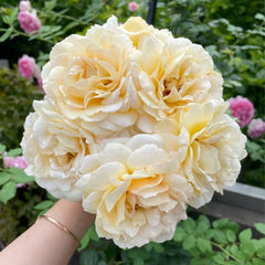 Golden Yves Piaget Rose Plant|伊芙金伯爵 image 0