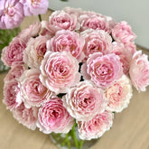 Sucre Rose Plant|砂糖 image 0