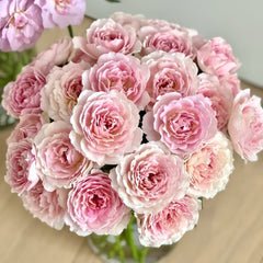 Sucre Rose Plant|砂糖 image 0