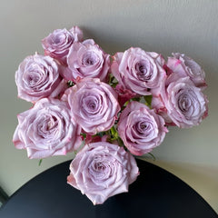 Moon Dust Rose Plant|月光之尘 image 2