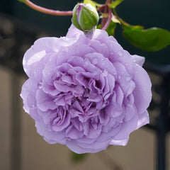 Rainy Blue Rose Plant|蓝色阴雨 image 3