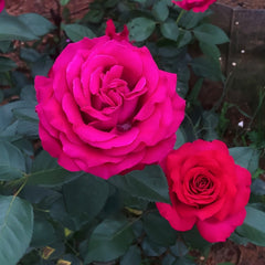 Belles Rives Rose Plant|美人丽芙 image 3