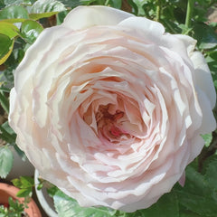 Milky Pearl Rose Plant|珍珠牛乳 image 1