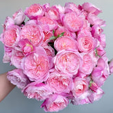 Dream Light Rose Plant|梦光环 image 0