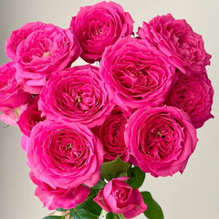 Baby Sophie Rose Plant|苏菲宝贝 image 1