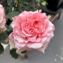 Butterfly Valley Rose Plant | 蝴蝶谷 image 2